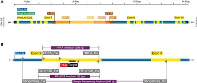 Pho1a (plastid starch phosphorylase) is duplicated and essential for normal starch granule phenotype in tubers of Solanum tuberosum L